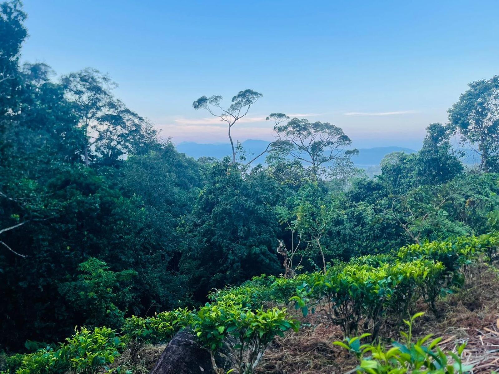 Palabaddala Tea And Eco Lodge Ratnapura Luaran gambar
